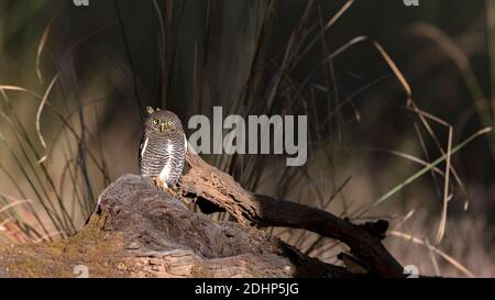 Jungler-Ehlchen (Glaucidium radiatum) aus dem Kanha-Nationalpark, Madhya Pradesh, Indien. Stockfoto