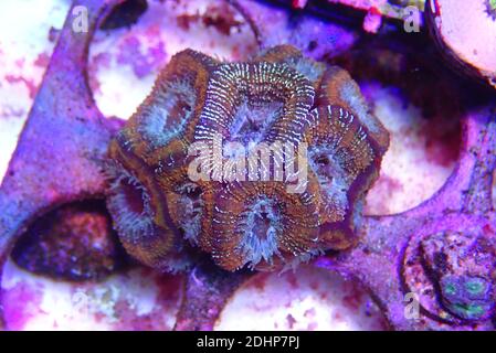 Acanthastrea lordhowensis bunte LPS Koralle Stockfoto