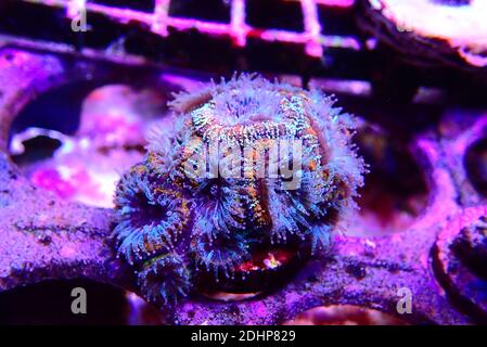 Acanthastrea lordhowensis bunte LPS Koralle Stockfoto