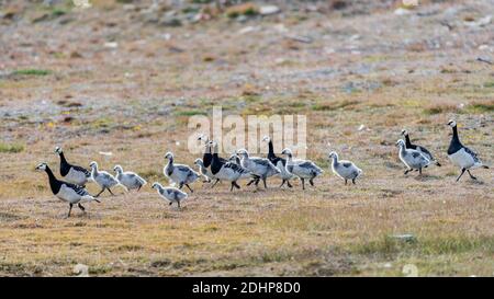 Ausgewachsene Weißwangengänse (Branta leucopsis) mit ihren Küken in der Nähe von longyearbyen, Svalbard, Norwegen. Stockfoto