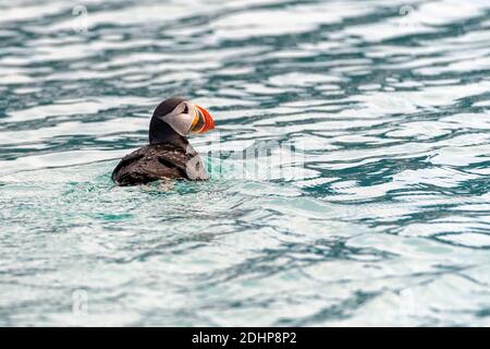 Atlantischer Papageitaucher (Fraterkula arctica) vor der Küste von Westspitzbergen im August 2019. Stockfoto