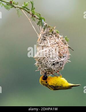 Dorfweber (Ploceus cucucullatus) baut Nest. Zimanga, Südafrika. Stockfoto