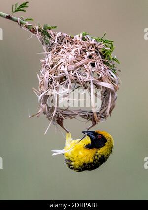 Dorfweber (Ploceus cucucullatus) baut Nest. Zimanga, Südafrika. Stockfoto