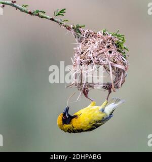 Dorfweber (Ploceus cucucullatus) baut Nest. Zimanga, Südafrika. Stockfoto