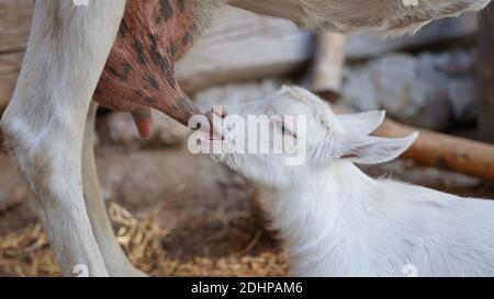 Kleines weißes Kind saugt Milch von seiner Mutter. Stockfoto