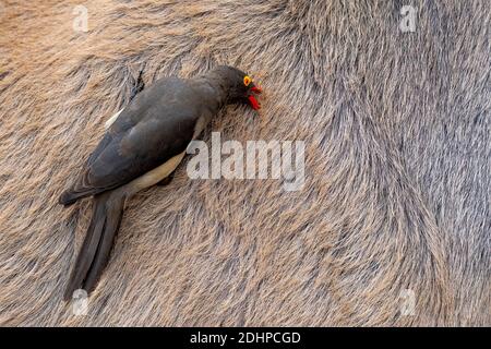 Rotschnabel-Ochspecht (Buphagus erythrorhynchus) pflückt Parasiten auf einer Kudu-Antilope im Krüger NP, Südafrika. Stockfoto