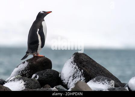 Gentoo Pinguin (Pycoscelis papua) auf Penguin Island, South Shetland Islands, Antarktis Stockfoto