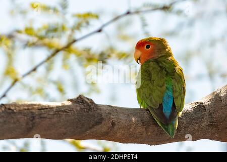 Rosy-gesichtige Liebesvogel (Agapornis roseicollis). Foto aus Phoenix, Arizona (USA), wo eine Population aus entflohenen gefesselten Vögeln war Stockfoto