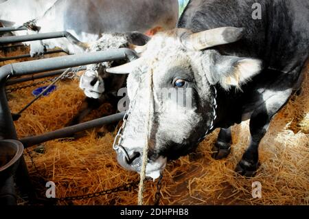 Atmosphäre während der 53. Internationalen Landwirtschaftsmesse in Paris, Frankreich am 28. Februar 2016. Foto von Alain Apaydin/ABACAPRESS.COM Stockfoto