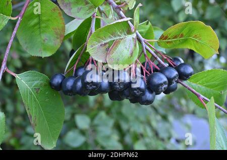 Apfelbeere, auf einem Zweig im Garten. Die Herbstbeeren. Stockfoto
