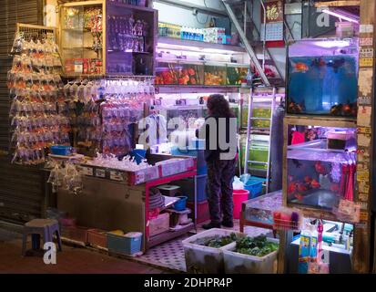 Aquarium Shop auf Goldfish Market, Tung Choi Street, Hong Kong, China. Stockfoto