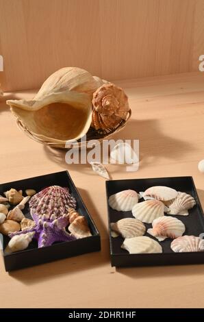 Sammlung von Muscheln und Muscheln auf einem Holztisch mit Platz zum Kopieren des Textes. Stockfoto