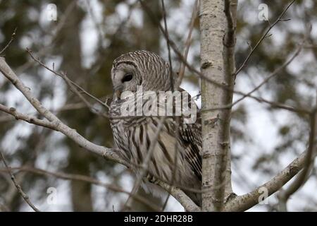 Sperlingskauz im Presquile Park Stockfoto