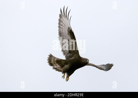 Rauer Falke dunkelbraun morph Stockfoto