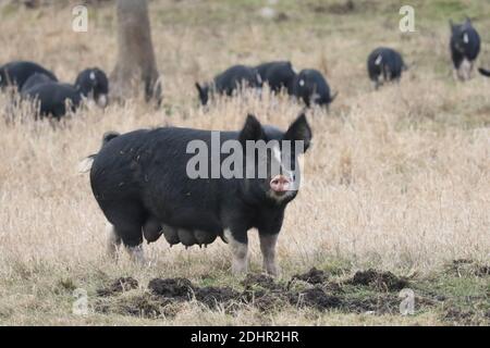 Schwarz-weiße Sauen und Ferkel auf einem Bauernhof Stockfoto