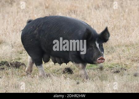 Schwarz-weiße Sauen und Ferkel auf einem Bauernhof Stockfoto