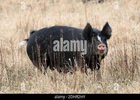 Schwarz-weiße Sauen und Ferkel auf einem Bauernhof Stockfoto