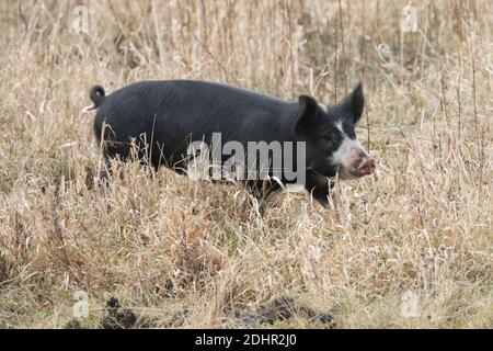 Schwarz-weiße Sauen und Ferkel auf einem Bauernhof Stockfoto