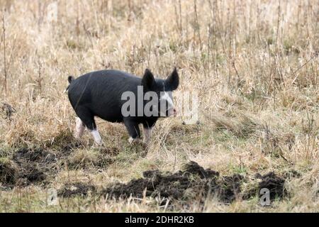 Schwarz-weiße Sauen und Ferkel auf einem Bauernhof Stockfoto