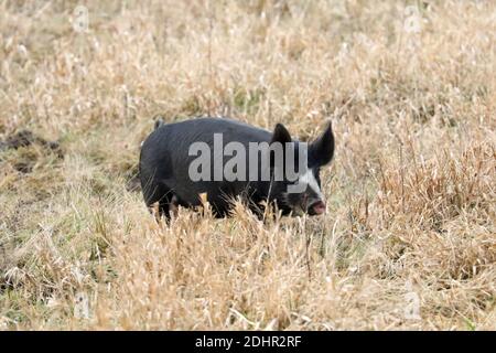 Schwarz-weiße Sauen und Ferkel auf einem Bauernhof Stockfoto