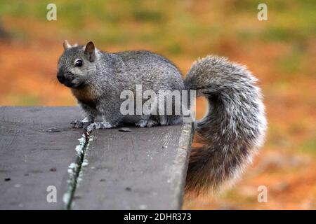 Eastern Grey Eichhörnchen auf Picknick-Tisch Stockfoto