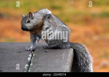 Eastern Grey Eichhörnchen auf Picknick-Tisch Stockfoto