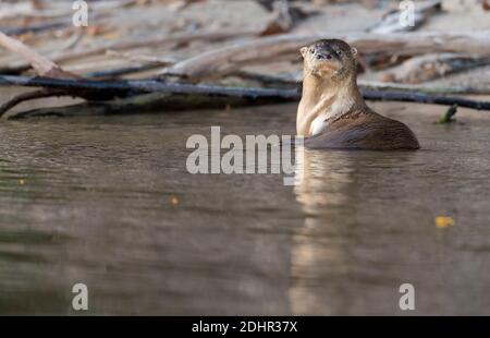 Neotropische Flussotter (Lontra longicaudis) aus Rio Cristalino, dem Amazonas, Brasilien. Stockfoto