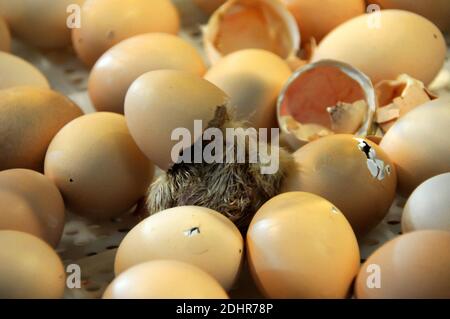 Live Geburt eines Kükens während der 53. Landwirtschaftsausstellung in Paris, Frankreich am 1. März 2016. Foto von Alain Apaydin/ABACAPRESS.COM Stockfoto
