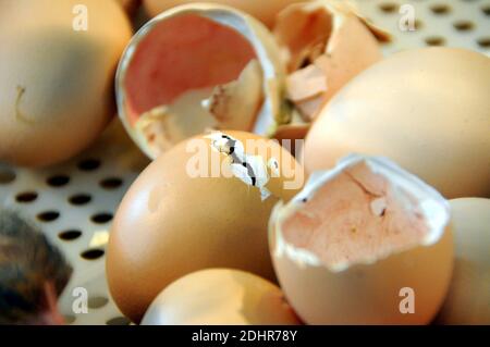 Live Geburt eines Kükens während der 53. Landwirtschaftsausstellung in Paris, Frankreich am 1. März 2016. Foto von Alain Apaydin/ABACAPRESS.COM Stockfoto
