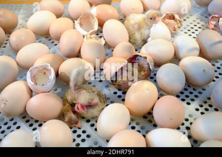 Live Geburt eines Kükens während der 53. Landwirtschaftsausstellung in Paris, Frankreich am 1. März 2016. Foto von Alain Apaydin/ABACAPRESS.COM Stockfoto