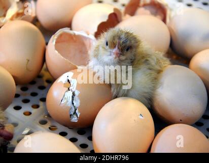 Live Geburt eines Kükens während der 53. Landwirtschaftsausstellung in Paris, Frankreich am 1. März 2016. Foto von Alain Apaydin/ABACAPRESS.COM Stockfoto