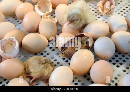 Live Geburt eines Kükens während der 53. Landwirtschaftsausstellung in Paris, Frankreich am 1. März 2016. Foto von Alain Apaydin/ABACAPRESS.COM Stockfoto