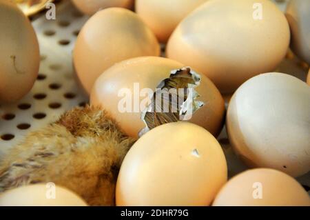 Live Geburt eines Kükens während der 53. Landwirtschaftsausstellung in Paris, Frankreich am 1. März 2016. Foto von Alain Apaydin/ABACAPRESS.COM Stockfoto