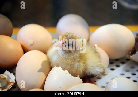 Live Geburt eines Kükens während der 53. Landwirtschaftsausstellung in Paris, Frankreich am 1. März 2016. Foto von Alain Apaydin/ABACAPRESS.COM Stockfoto