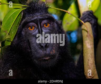 Porträt von Crested Black Macaques (Macaca nigra) im Tangkoko Nature Reserve, Nord-Sulawesi, Indonesien. Stockfoto