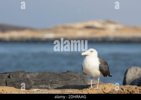 Großmöwe - Larus marinus Stockfoto