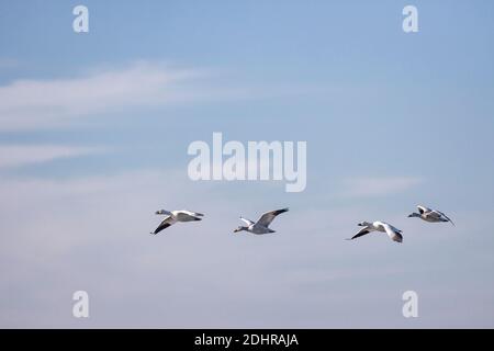 Wandergänse - Chen caerulescens Stockfoto