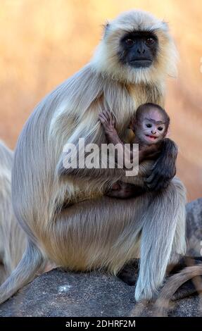 Grauer Langur (Semnopithecus dussumieri) mit Neugeborenen im Pench National Park, Madhya Pradesh, Indien. Stockfoto