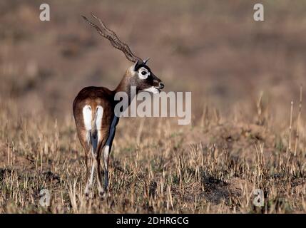 Männchen des Schwarzbucks (Antilope cervicapra) aus dem Kanha-Nationalpark, Madhya Pradesh, Indien. Stockfoto