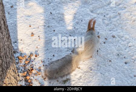 Nettes Eichhörnchen läuft durch den Schnee auf der Suche nach Nahrung, verschwommener Hintergrund, selektiver Fokus, Winter, Park. Stockfoto