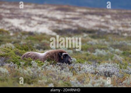 Muskox (Ovibos moschatus) Fütterung in dichter Vegetation bei Dovrefjell, Norwegen Stockfoto