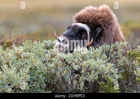 Männliche Muskox (Ovibos moschatus) füttert Salix in Dovrefjell, Norwegen. Stockfoto