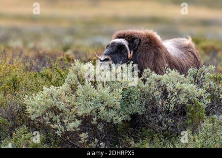 Männliche Muskox (Ovibos moschatus), die auf Salix aat Dovrefjell, Norwegen, füttert. Stockfoto