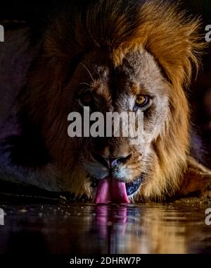 Männlicher Löwe trinkt in Zimanga Private Reserve, Südafrika. Stockfoto