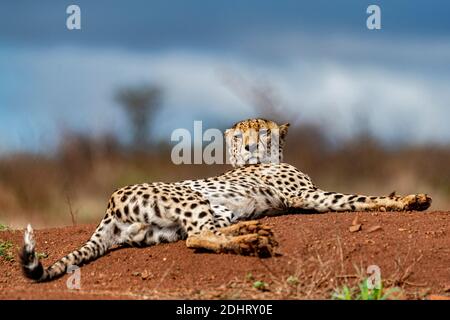 Cheetah (Acinonyx jubatus) aus Zimanga Private Reserve, Südafrika. Stockfoto