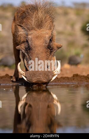 Warzenschwein (Phacochoerus africanus) aus Zimanga, Südafrika. Stockfoto