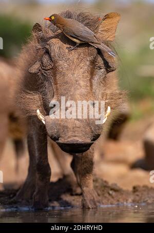 Gewöhnlicher Warzenschwein (Phacochoerus africanus) mit Rotschnabel-Ochsenspechten (Buphagus erythrorhynchus). Zimanga, Südafrika. Stockfoto