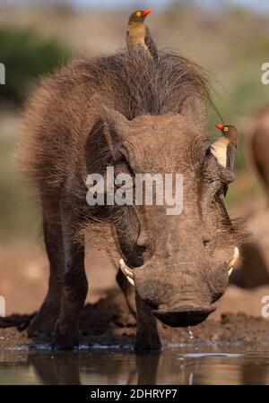 Gewöhnlicher Warzenschwein (Phacochoerus africanus) mit Rotschnabel-Ochsenspechten (Buphagus erythrorhynchus). Zimanga, Südafrika. Stockfoto