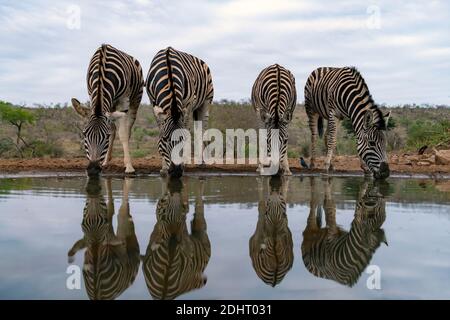 Einfache Zebras (Equus quagga) trinken aus einem Wasserloch in Zimanga Private Reserve, Südafrika. Stockfoto