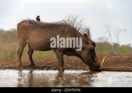 Gewöhnlicher Warzenschwein (Phacochoerus africanus) mit Rotschnabel-Ochsenspechten (Buphagus erythrorhynchus). Zimanga, Südafrika. Stockfoto